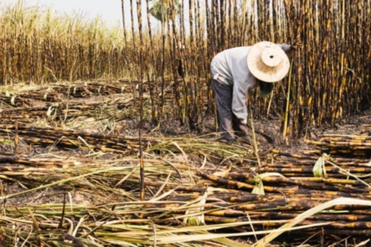 Consumo de azúcar en Venezuela se ubica entre 20 y 25 kilos per cápita al año