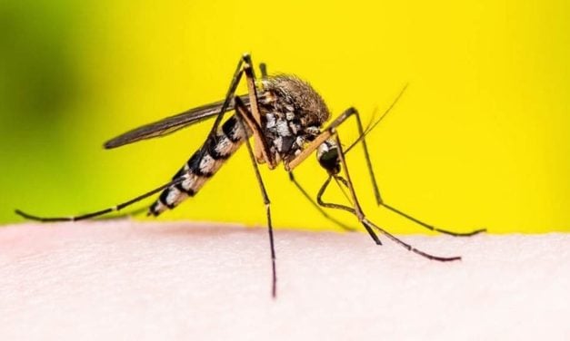 Reportan dos muertes por fiebre amarilla en Venezuela: llaman a vacunarse