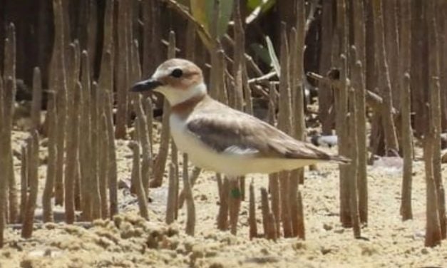 IVIC impulsa proyecto para proteger al playero pico grueso en Nueva Esparta