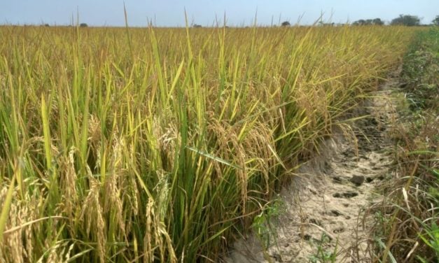 Fevearroz alertó que fallas eléctricas afectan inicio del ciclo de siembra de invierno